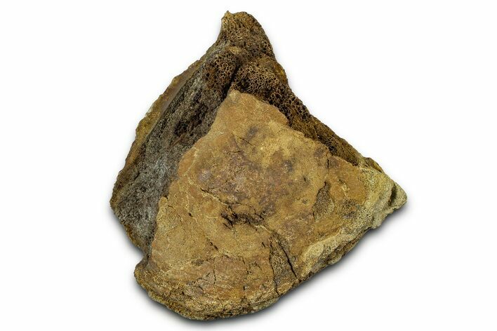 Hadrosaur Partial Caudal Vertebra with Ossified Tendon - Wyoming #370973